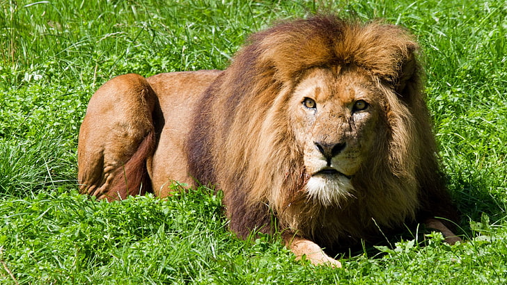 leone arrabbiato, Sfondo HD