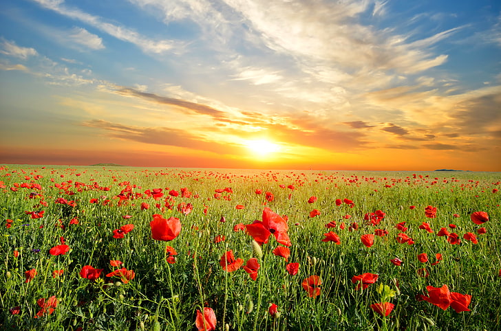 champ de fleurs de pavot rouge, paysage, coucher de soleil, fleurs, nature, Maki, prairie, Fond d'écran HD