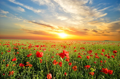 czerwone pole maku, krajobraz, zachód słońca, kwiaty, przyroda, Maki, łąka, Tapety HD HD wallpaper