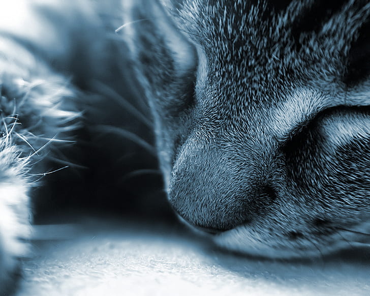 Kucing, Hewan, Close Up, kucing, hewan, close up, Wallpaper HD
