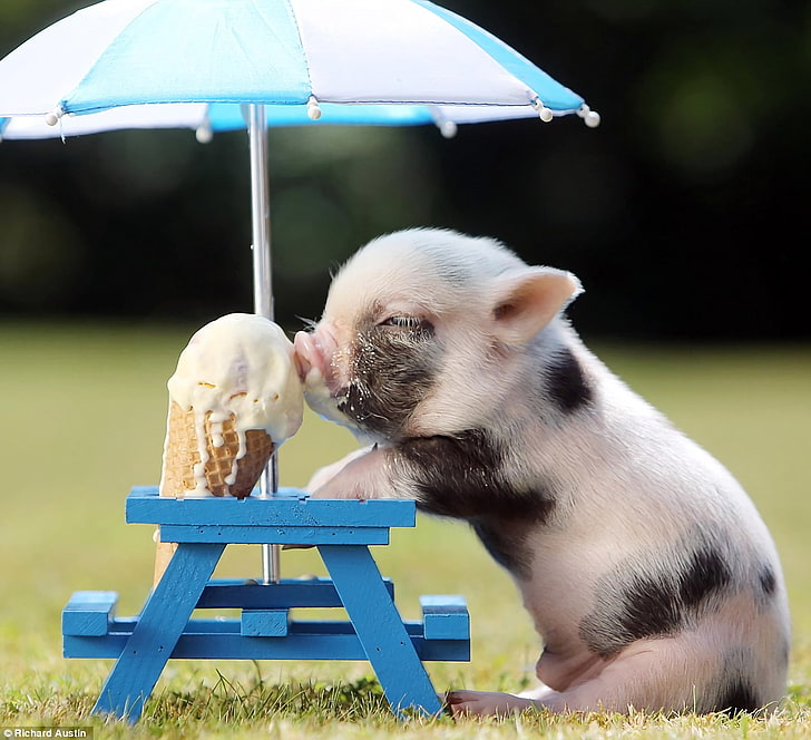 動物、豚、動物の赤ちゃん、かわいい、アイスクリーム、 HDデスクトップの壁紙