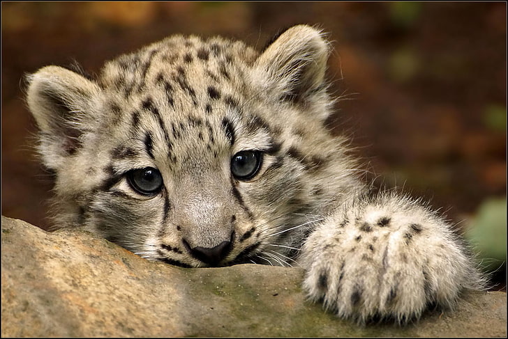 cucciolo di leopardo delle nevi, guarda, zampa, IRBIS, leopardo delle nevi, gattino, Sfondo HD