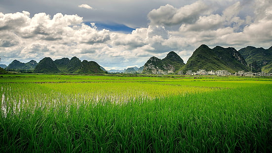 поле, оризово поле, неолющено поле, зелено, пейзаж, небе, облак, провинция, селски район, Азия, Китай, Jingxi, Guangxi, HD тапет HD wallpaper