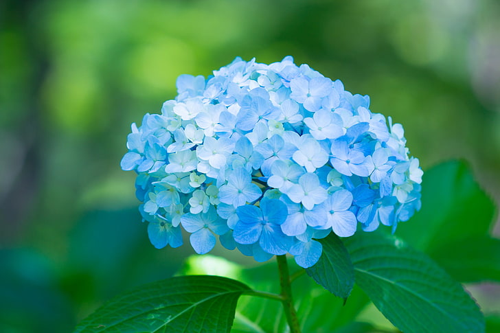 blå blommor, kronblad, blå, blommor, hortensia, prakt, HD tapet