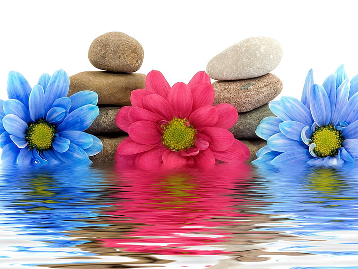 two blue and pink petaled flowers, flowers, three, water, rocks, reflection, HD wallpaper