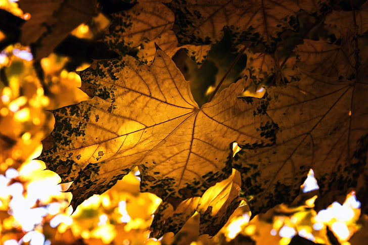 Sonnenlicht, Blätter, HD-Hintergrundbild