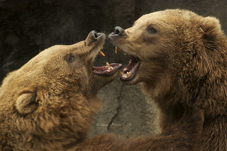 *** Grizli Bears ***, two grizzly bears, niedzwiedzie, walka, zwierzeta, gryzli, animals, HD wallpaper