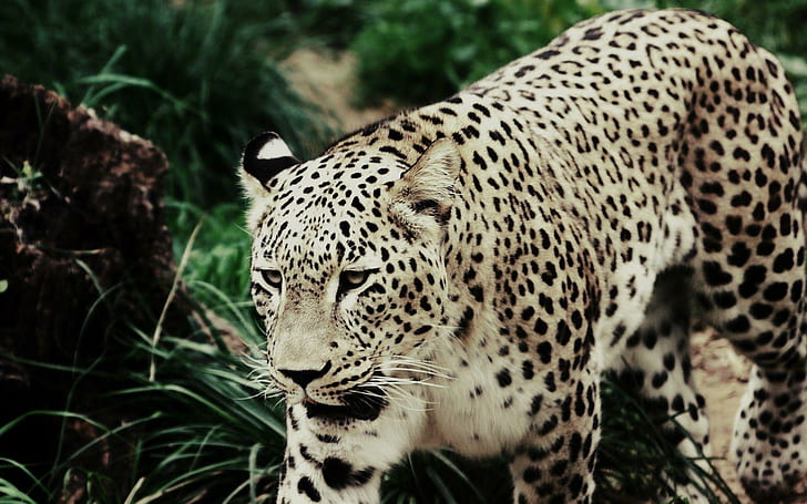 Cauteloso leopardo, leopardo, animales, 1920x1200, leopardo, Fondo de pantalla HD