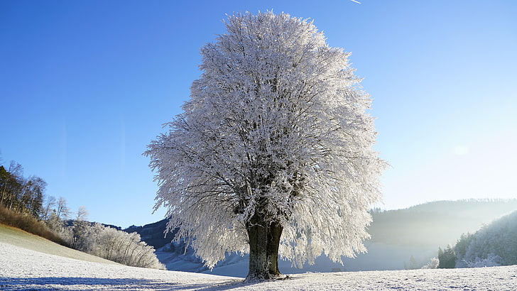 пейзаж, зимний солнечный свет, 8k, лед, зимнее время, замороженный, зимний пейзаж, замороженное дерево, солнечный свет, замораживание, голубое небо, седой, снег, мороз, зима, 8k uhd, старое дерево, одинокое дерево, дерево, иней, изморозь, HD обои