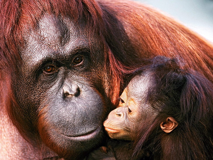 red monkey, orangutan, female, young, caring, HD wallpaper