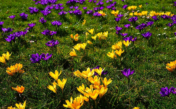 Krokusfeld, gelbe und lila Krokusblumen, Jahreszeiten, Frühling, Bunte, Blume, Schöne, Gelb, Farbe, Ansturm, Krokus, Wiese, Violett, HD-Hintergrundbild
