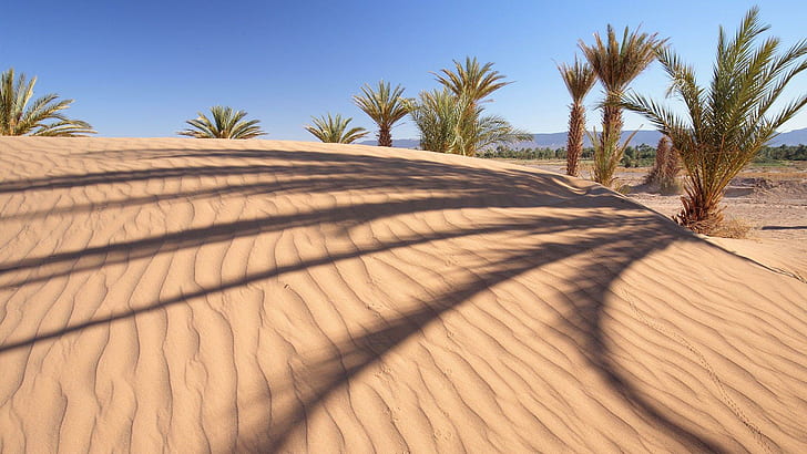 Пустынные пальмы, пустыня Сахара, природа, 1920x1080, пальмы, пустыня, дюна, HD обои