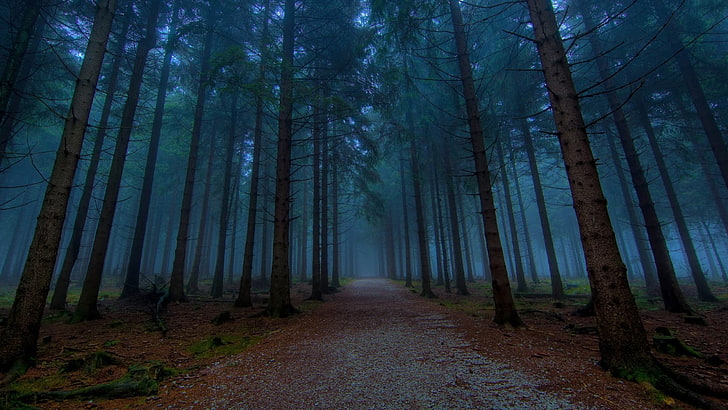чист път между дърветата природа фотография, гора, пейзаж, мъгла, HD тапет