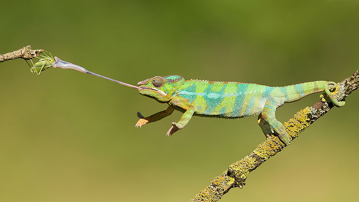 Kameleontjakt på insekter Djur med långa tungor ändrar färgfoton 4k Ultra HD Tv-tapet för stationär bärbar datorplatta och mobiltelefoner 3840 × 2160, HD tapet