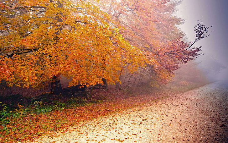 Foggy Autumn day, nature, 1920x1200, tree, autumn, HD wallpaper