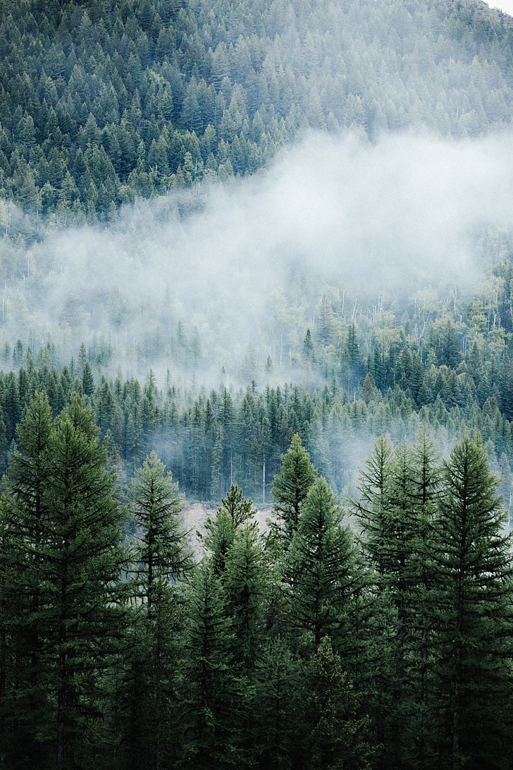 forest, trees, fog, tops, spruce, pine, HD wallpaper