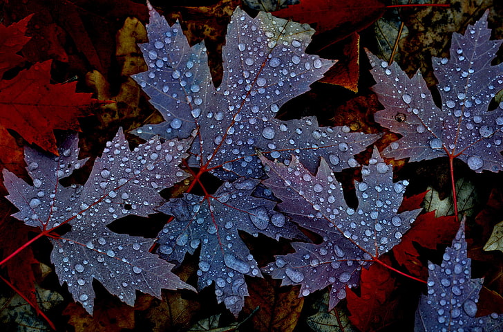 синий и красный кленовый лист, осень, листья, вода, капли, природа, роса, клен, HD обои