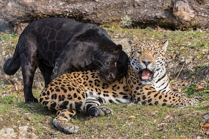 черная пантера и коричневый леопард, хищники, пантера, пасть, пара, клыки, ласка, дикие кошки, черный ягуар, ягуары, HD обои