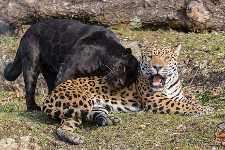 pantera negra y leopardo marrón, depredadores, pantera, boca, par, colmillos, comadreja, gatos salvajes, jaguar negro, jaguares, Fondo de pantalla HD HD wallpaper