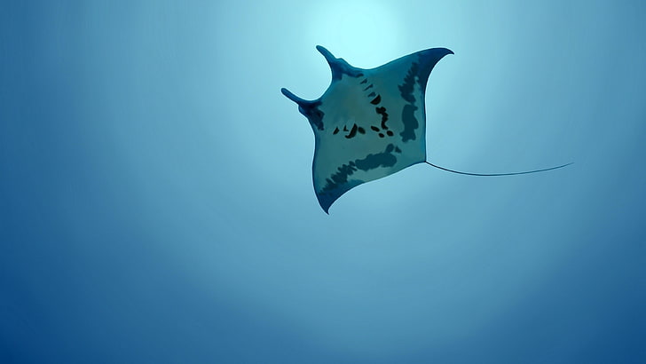 blue water, water, fish, sky, azure, marine, stingray, giant oceanic manta ray, cartilaginous fish, manta ray, underwater, fin, batoids, ocean, HD wallpaper