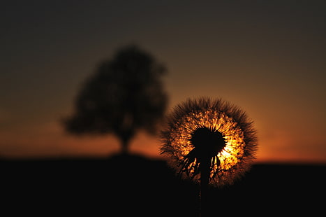 ธรรมชาติดอกแดนดิไลอันพระอาทิตย์ตก, วอลล์เปเปอร์ HD HD wallpaper