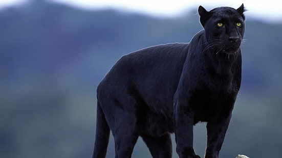 black panther, animals, panthers, big cats, mammals, wildlife, HD wallpaper HD wallpaper