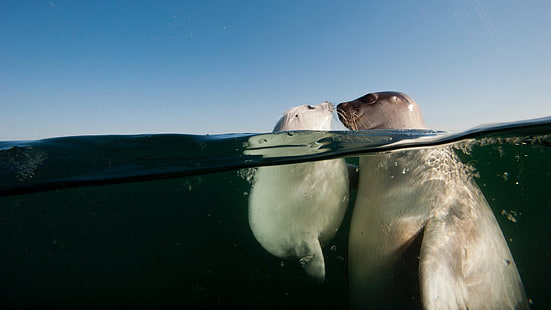 gray seal, water, underwater, sea, seals, animals, baby animals, bubbles, David Doubilet, split view, HD wallpaper HD wallpaper