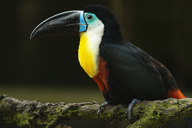 Bird toucan on branch, black white yellow and red bird, branch, beak, bird, toucan, HD wallpaper