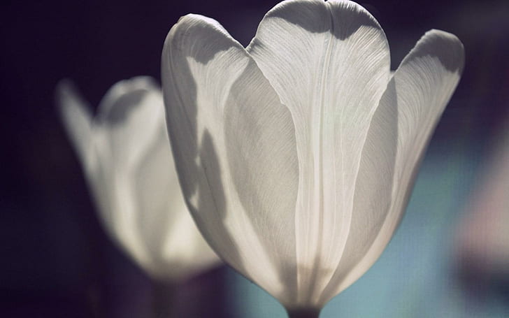 Pétalos blancos de tulipán, flor de pétalos blancos, tulipán, blanco, pétalos, Fondo de pantalla HD