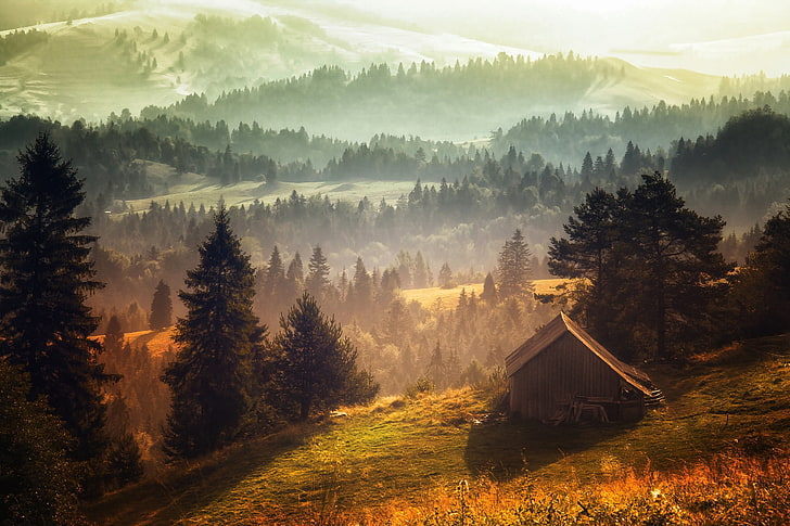 Grüner Laubbaum, Natur, Landschaft, Nebel, Wald, Hütte, Hügel, Morgen, Gras, Bäume, HD-Hintergrundbild
