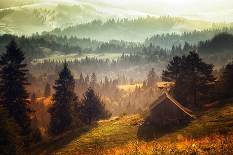 зелени листни дървета, природа, пейзаж, мъгла, гора, кабина, хълмове, сутрин, трева, дървета, HD тапет HD wallpaper