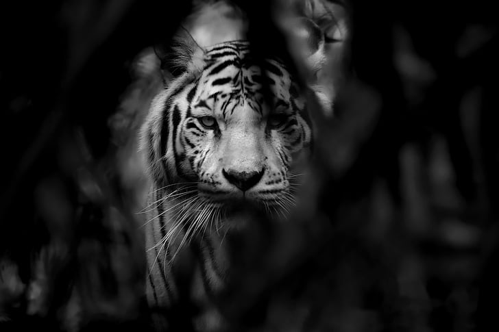 Gatos, Tigre branco, Gato grande, Preto e branco, Vida selvagem, predador (Animal), HD papel de parede