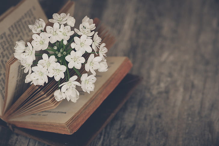 kwiaty, nastrój, książka, jaśmin, Tapety HD