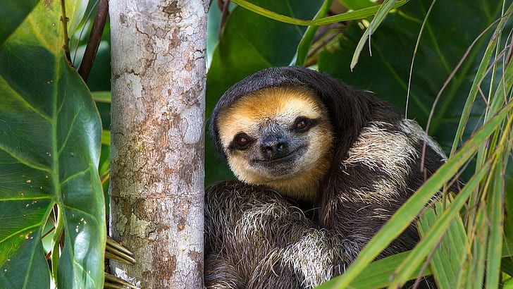 natur, tretoppad sloth, Guyana, HD tapet