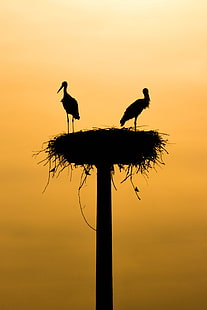 storks, silhouettes, birds, nest, HD wallpaper HD wallpaper