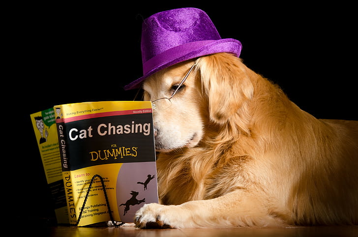 Perro, libro, sombrero, golden retriever con gato persiguiendo muñecos libro, sombrero, libro, perro, Fondo de pantalla HD
