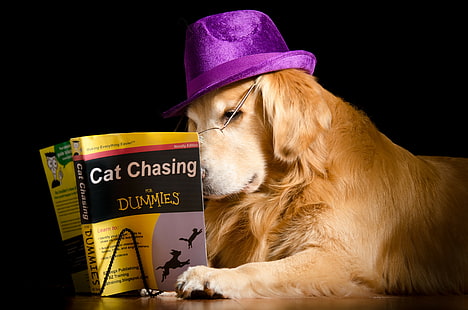 Dog, book, hat, golden retriever with cat chasing dummies book, hat, book, dog, HD wallpaper HD wallpaper