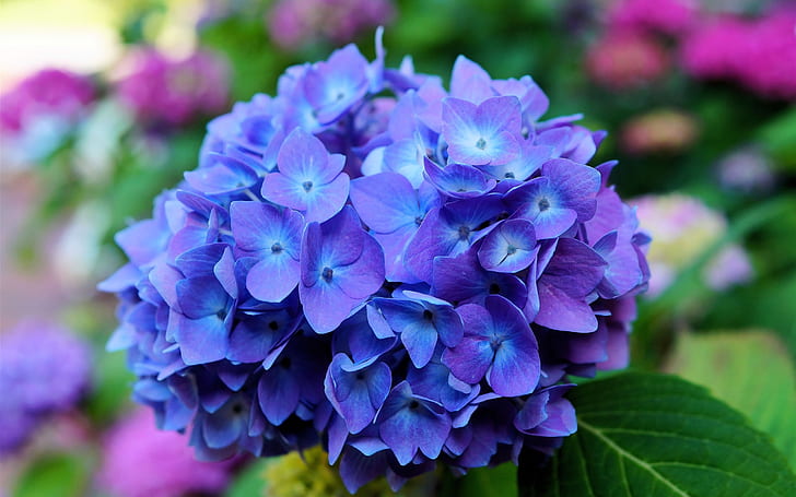 Цветя на хортензия, синьо, макро, хортензия, цветя, синьо, макро, HD тапет