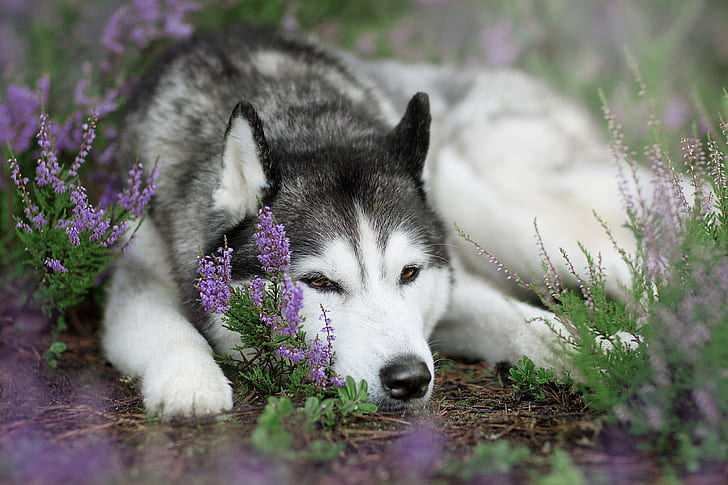 perro, husky siberiano, animales, flores, Fondo de pantalla HD