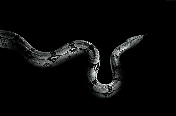 Schlange, Python, HD-Hintergrundbild