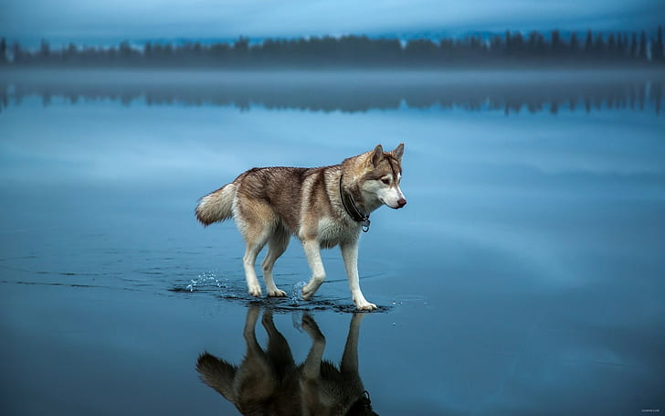 forest, alone, blue, dog, mist, lake, reflection, trees, walking, water, animals, depth of field, landscape, Siberian Husky, nature, clouds, HD wallpaper