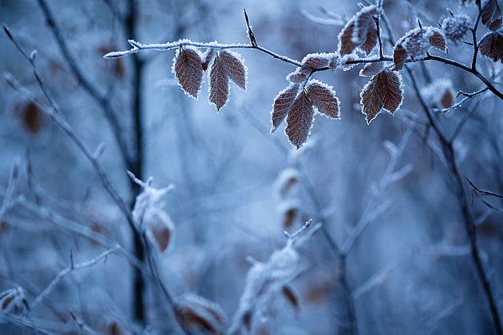foglie marroni, messa a fuoco selettiva fotografia di foglie ricoperte di neve, inverno, foglie, ghiaccio, profondità di campo, gelo, ramoscelli, natura, Sfondo HD