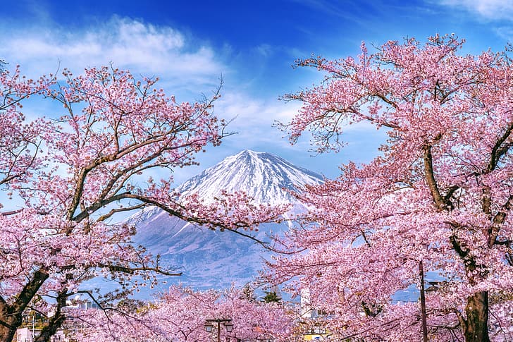 череша, пролет, Япония, Сакура, цъфтеж, планина Фуджи, пейзаж, розово, цвят, планина, Фуджи, HD тапет
