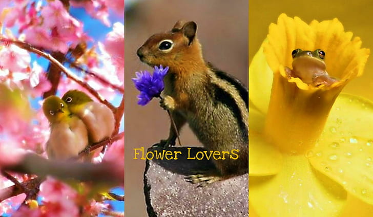 Amantes de las flores, naturaleza, animales, flores, belleza, 3d y abstracto, Fondo de pantalla HD