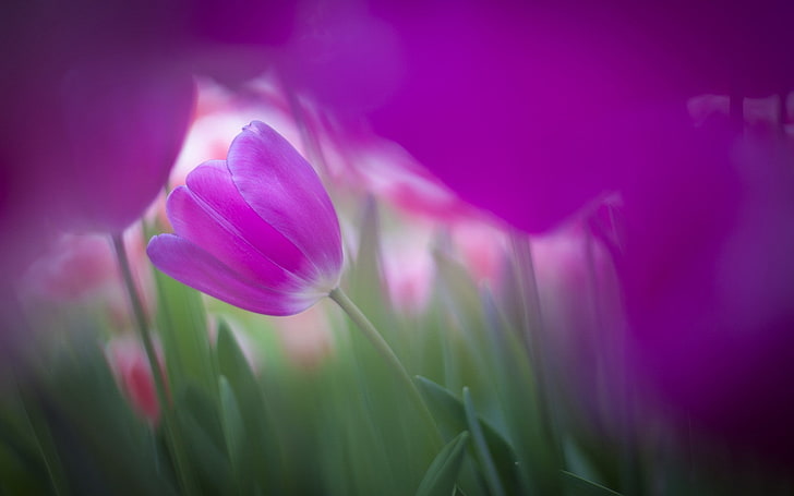фиолетовые цветы, цветы, тюльпаны, HD обои