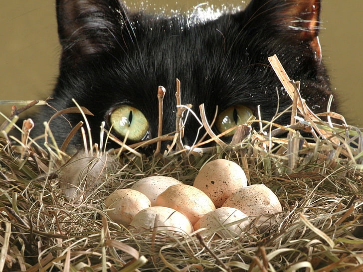 яйца, Кошак, гнездо, HD тапет