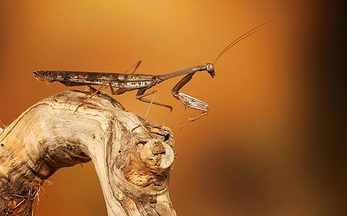 Tier, Gottesanbeterin, Insekt, Makro, HD-Hintergrundbild HD wallpaper
