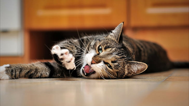 cat, animals, yawning, HD wallpaper