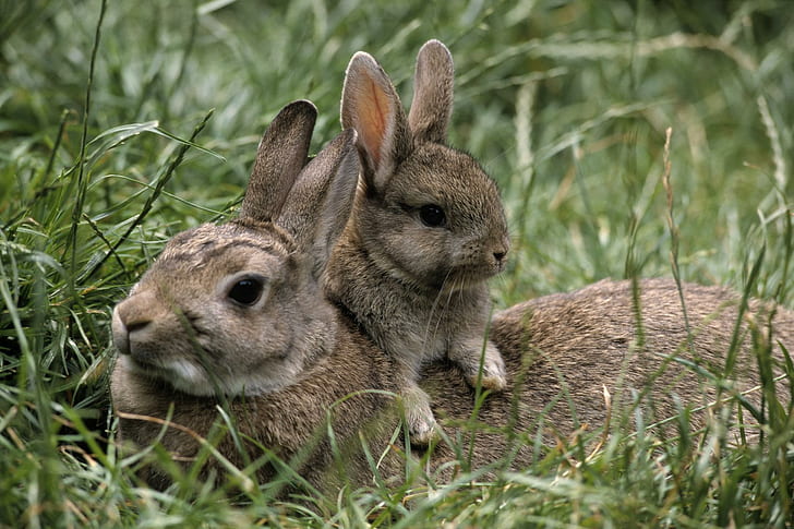 Rabbit motherhood, rabbit, motherhood, animals, HD wallpaper