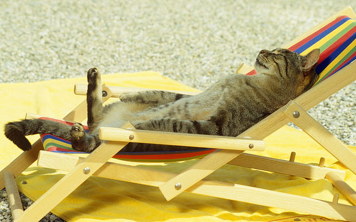 قطة حمام شمس بارد ، مضحك ، حمام شمس ، بارد، خلفية HD